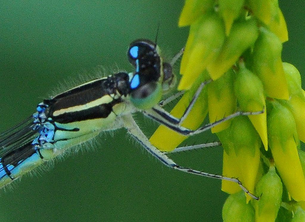 Coenagrionidae: Coenagrion scitulum?    S, femmina!